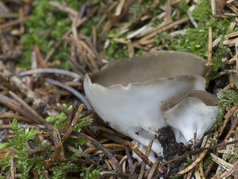 Helvella confusa